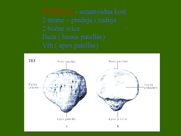 PATELLA - sezamoidna kost 2 strane – prednja i zadnja 2 bočne ivice Baza