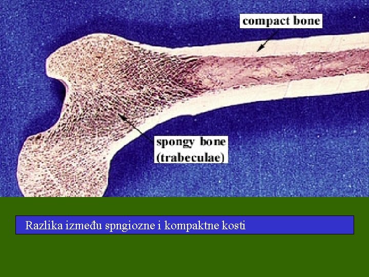 Razlika između spngiozne i kompaktne kosti 