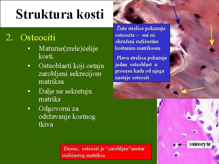 Struktura kosti 2. Osteociti • • Maturne(zrele)ćelije kosti. Osteoblasti koji ostaju zarobljeni sekrecijom matriksa