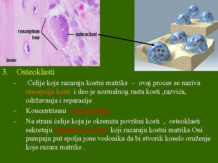 3. Osteoklasti – – – Ćelije koje razaraju kostni matriks – ovaj proces se