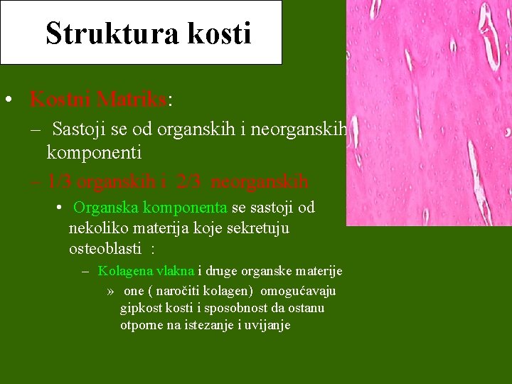 Struktura kosti • Kostni Matriks: – Sastoji se od organskih i neorganskih komponenti –