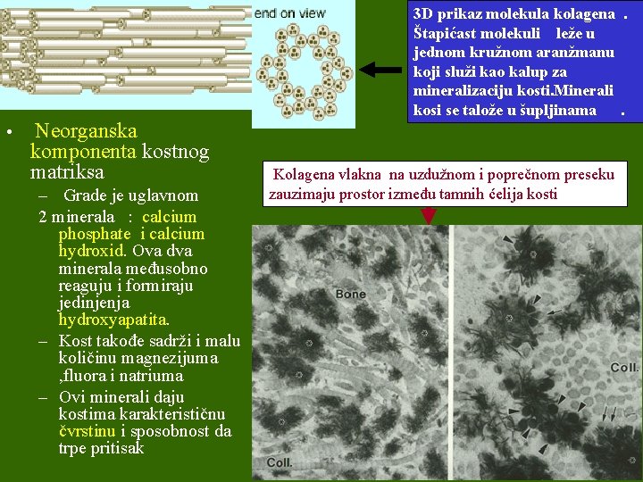  • Neorganska komponenta kostnog matriksa – Grade je uglavnom 2 minerala : calcium