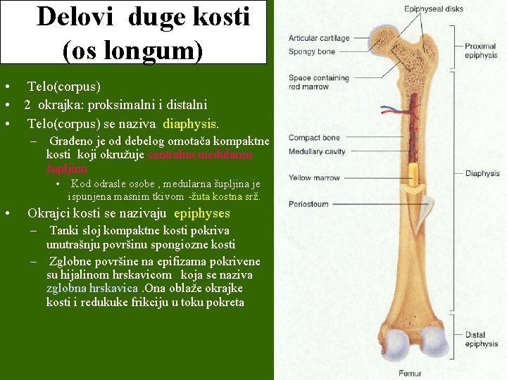 Delovi duge kosti (os longum) • Telo(corpus) • 2 okrajka: proksimalni i distalni •