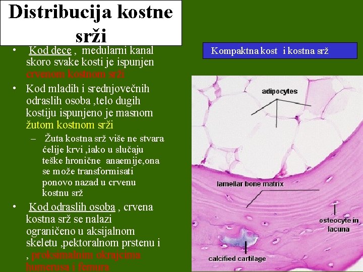 Distribucija kostne srži • Kod dece , medularni kanal skoro svake kosti je ispunjen