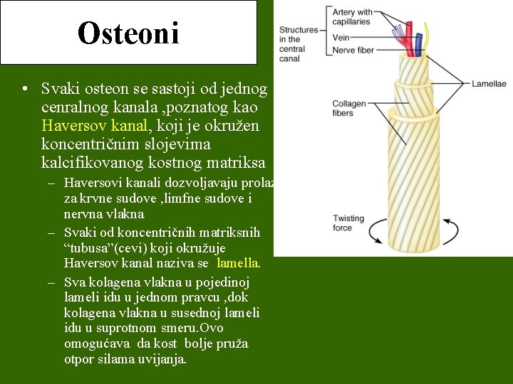 Osteoni • Svaki osteon se sastoji od jednog cenralnog kanala , poznatog kao Haversov