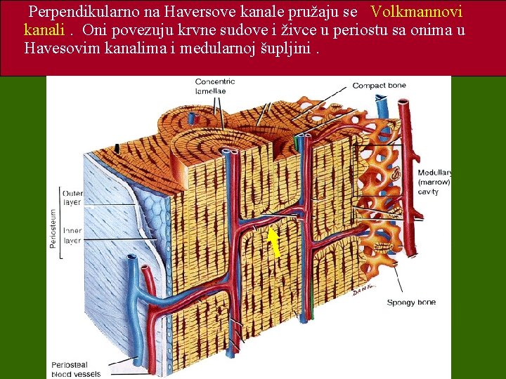 Perpendikularno na Haversove kanale pružaju se Volkmannovi kanali. Oni povezuju krvne sudove i živce