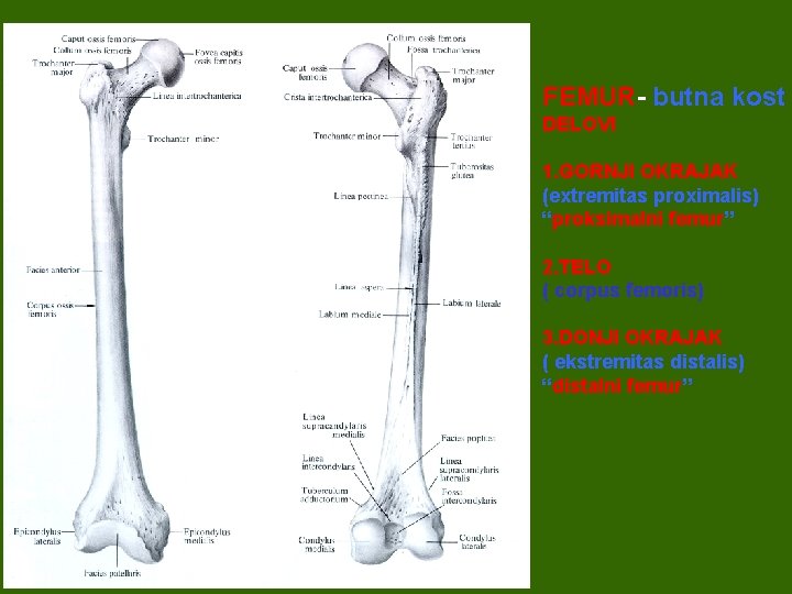FEMUR- butna kost DELOVI 1. GORNJI OKRAJAK (extremitas proximalis) “proksimalni femur” 2. TELO (