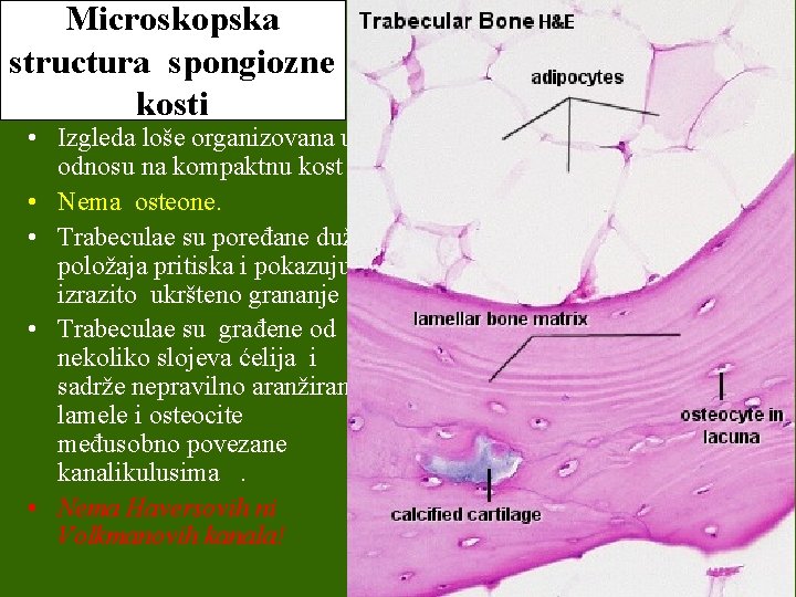 Microskopska structura spongiozne kosti • Izgleda loše organizovana u odnosu na kompaktnu kost. •