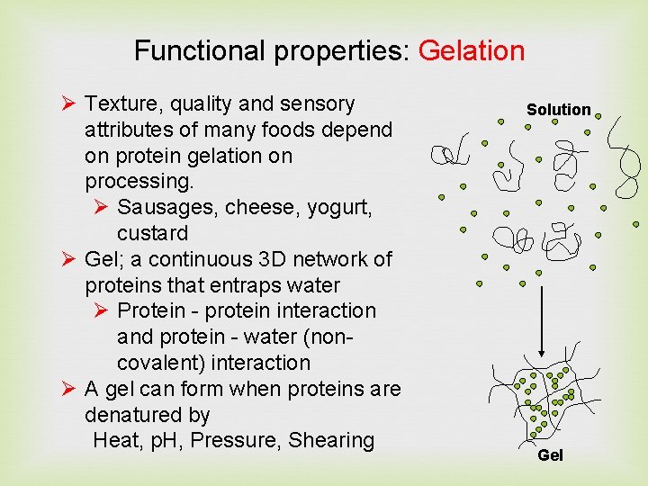 Functional properties: Gelation Ø Texture, quality and sensory attributes of many foods depend on