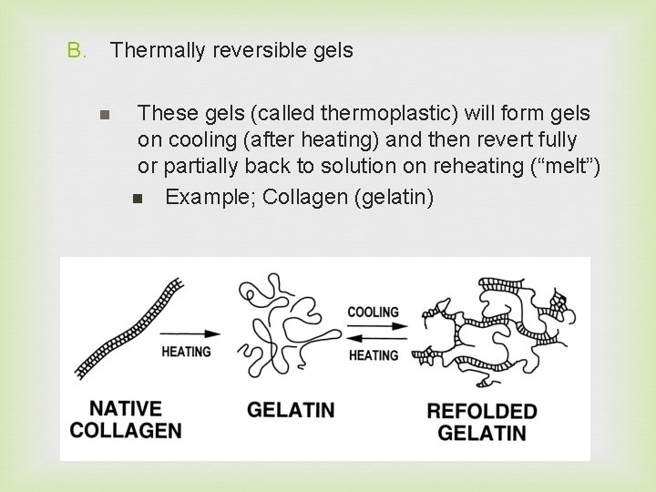 B. Thermally reversible gels n These gels (called thermoplastic) will form gels on cooling