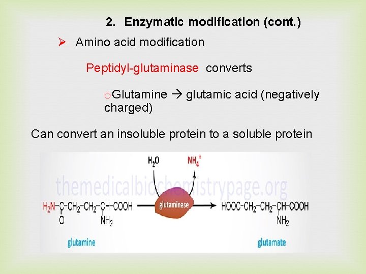 2. Enzymatic modification (cont. ) Ø Amino acid modification Peptidyl-glutaminase converts o. Glutamine glutamic