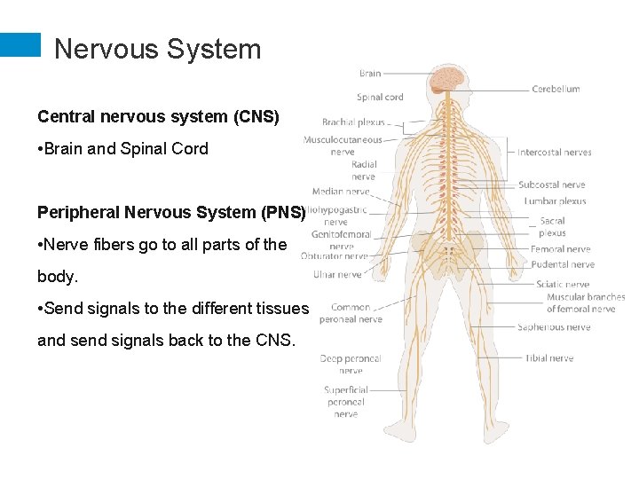 Nervous System Central nervous system (CNS) • Brain and Spinal Cord Peripheral Nervous System