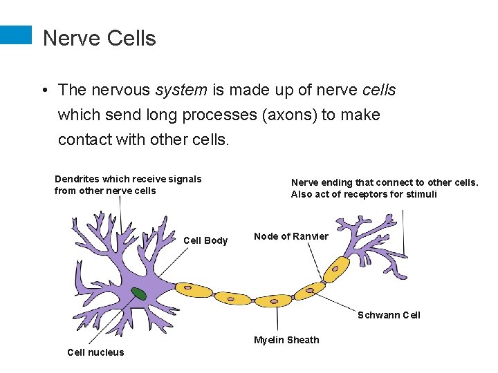 Nerve Cells • The nervous system is made up of nerve cells which send