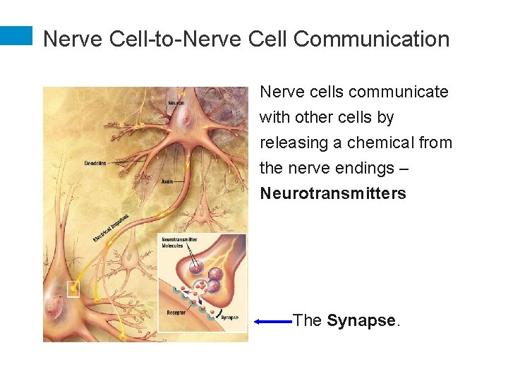 Nerve Cell-to-Nerve Cell Communication Nerve cells communicate with other cells by releasing a chemical