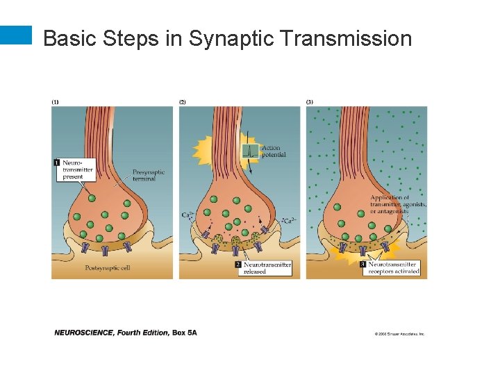 Basic Steps in Synaptic Transmission 