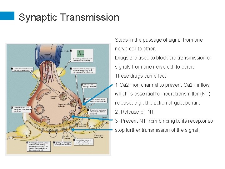 Synaptic Transmission Steps in the passage of signal from one nerve cell to other.