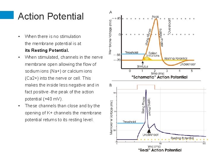 Action Potential • When there is no stimulation the membrane potential is at its