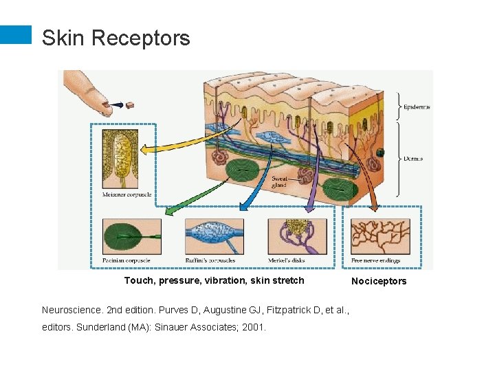 Skin Receptors Touch, pressure, vibration, skin stretch Neuroscience. 2 nd edition. Purves D, Augustine