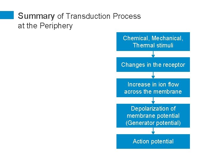 Summary of Transduction Process at the Periphery Chemical, Mechanical, Thermal stimuli Changes in the