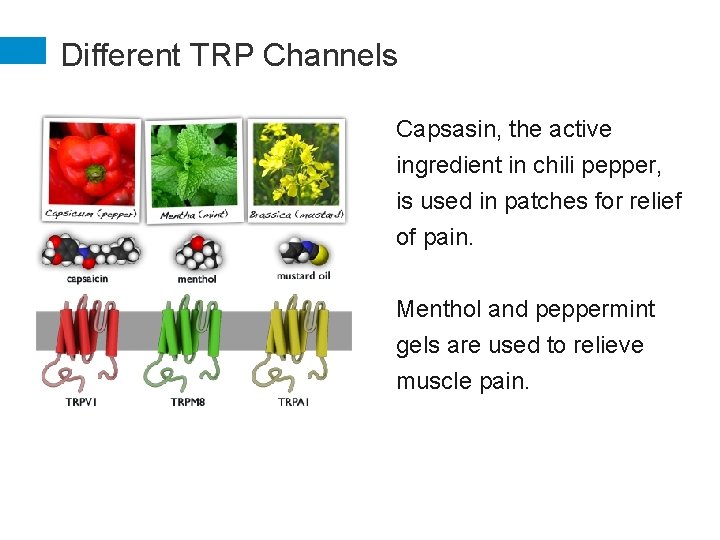 Different TRP Channels Capsasin, the active ingredient in chili pepper, is used in patches