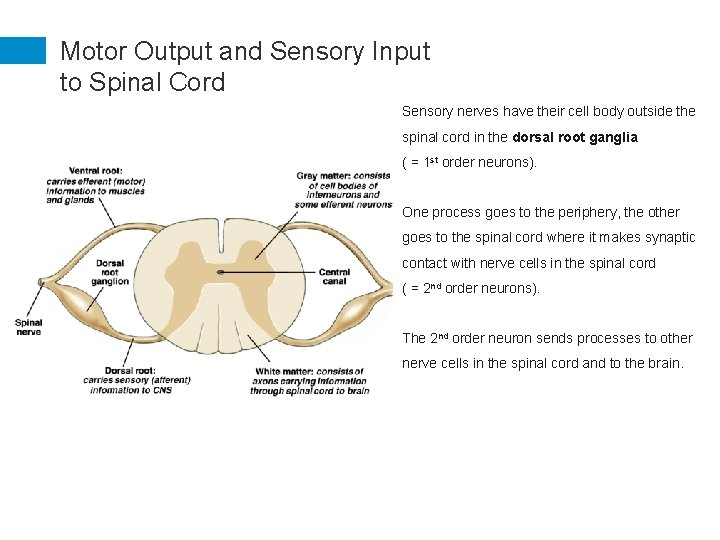 Motor Output and Sensory Input to Spinal Cord Sensory nerves have their cell body
