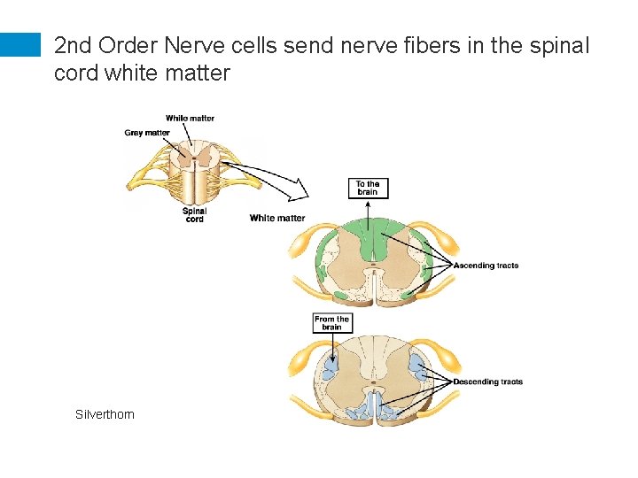 2 nd Order Nerve cells send nerve fibers in the spinal cord white matter