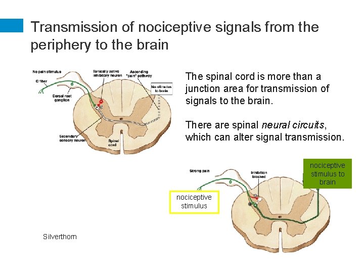 Transmission of nociceptive signals from the periphery to the brain The spinal cord is