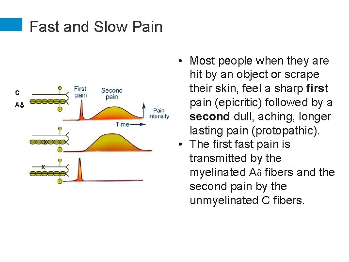 Fast and Slow Pain C Ad • Most people when they are hit by