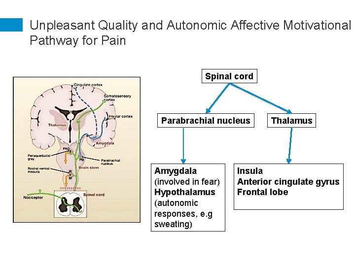 Unpleasant Quality and Autonomic Affective Motivational Pathway for Pain Spinal cord Parabrachial nucleus Amygdala