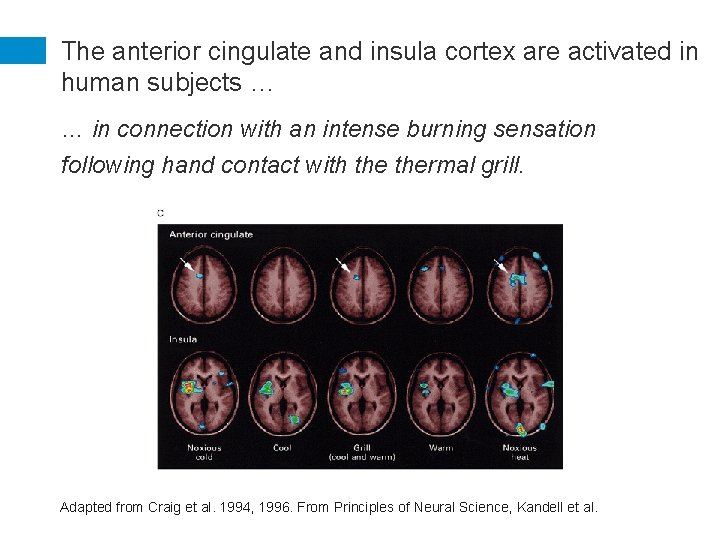 The anterior cingulate and insula cortex are activated in human subjects … … in