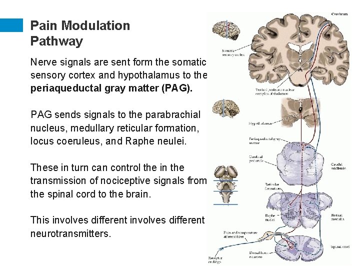 Pain Modulation Pathway Nerve signals are sent form the somatic sensory cortex and hypothalamus