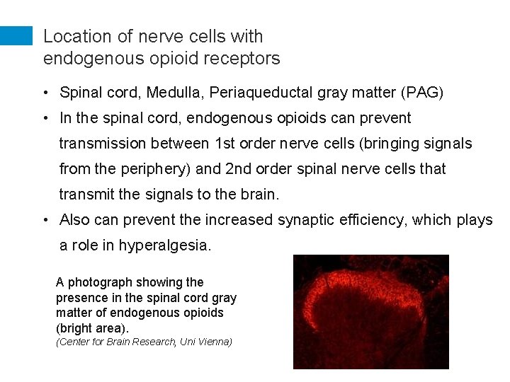 Location of nerve cells with endogenous opioid receptors • Spinal cord, Medulla, Periaqueductal gray