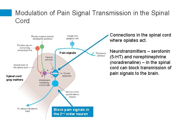 Modulation of Pain Signal Transmission in the Spinal Cord Connections in the spinal cord