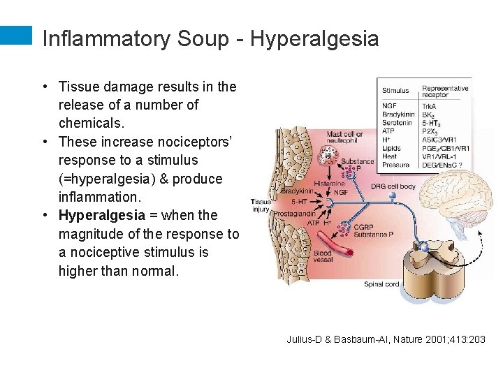 Inflammatory Soup - Hyperalgesia • Tissue damage results in the release of a number