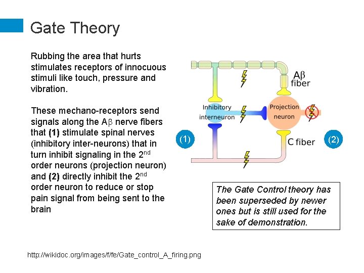 Gate Theory Rubbing the area that hurts stimulates receptors of innocuous stimuli like touch,
