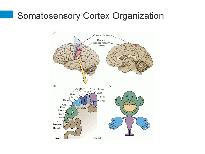 Somatosensory Cortex Organization 