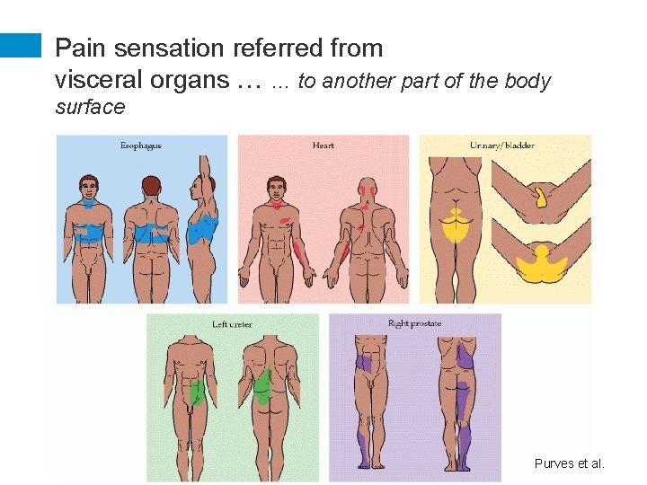 Pain sensation referred from visceral organs … … to another part of the body