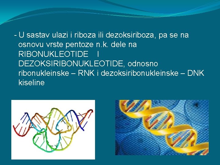 - U sastav ulazi i riboza ili dezoksiriboza, pa se na osnovu vrste pentoze
