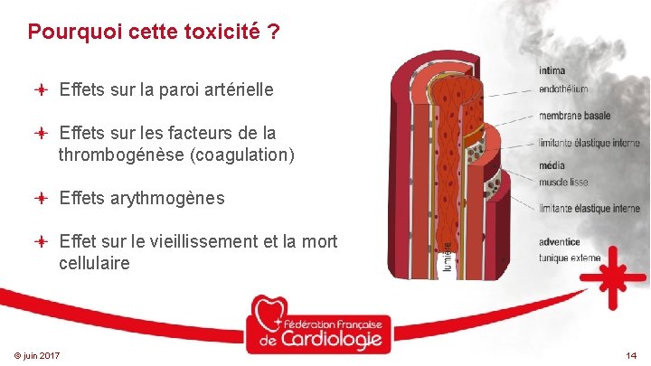 Pourquoi cette toxicité ? Effets sur la paroi artérielle Effets sur les facteurs de