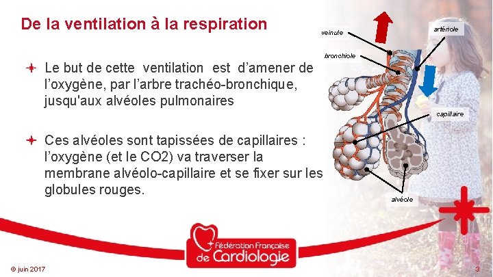 De la ventilation à la respiration artériole veinule bronchiole Le but de cette ventilation