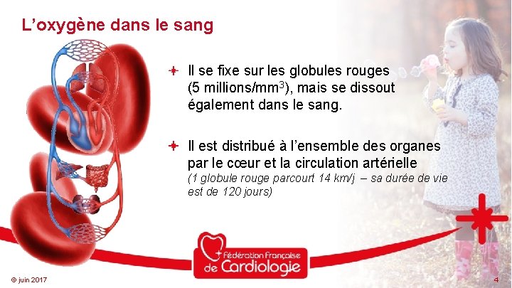 L’oxygène dans le sang Il se fixe sur les globules rouges (5 millions/mm 3),