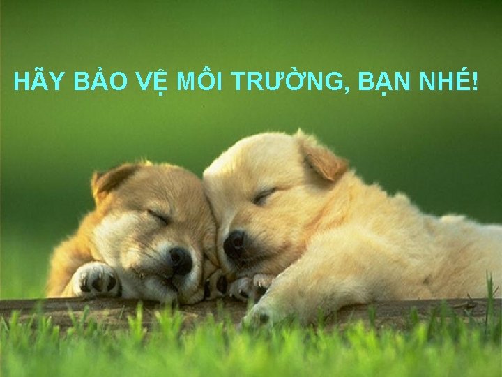 HÃY BẢO VỆ MÔI TRƯỜNG, BẠN NHÉ! 