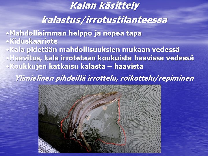 Kalan käsittely kalastus/irrotustilanteessa • Mahdollisimman helppo ja nopea tapa • Kiduskaariote • Kala pidetään