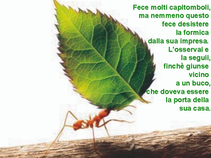 Fece molti capitomboli, ma nemmeno questo fece desistere la formica dalla sua impresa. L’osservai