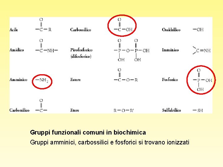 Gruppi funzionali comuni in biochimica Gruppi amminici, carbossilici e fosforici si trovano ionizzati 