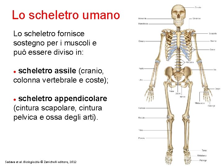 Lo scheletro umano Lo scheletro fornisce sostegno per i muscoli e può essere diviso