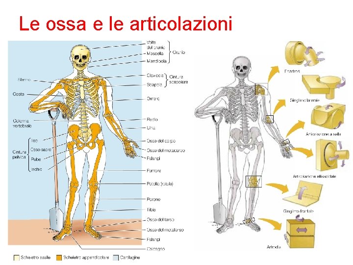 Le ossa e le articolazioni 11 Sadava et al. Biologia. blu © Zanichelli editore,