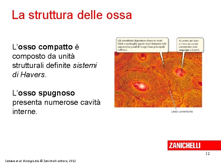 La struttura delle ossa L’osso compatto è composto da unità strutturali definite sistemi di