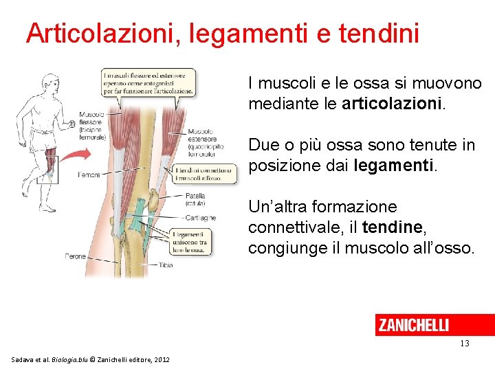 Articolazioni, legamenti e tendini I muscoli e le ossa si muovono mediante le articolazioni.