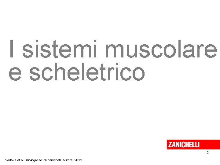 I sistemi muscolare e scheletrico 2 Sadava et al. Biologia. blu © Zanichelli editore,